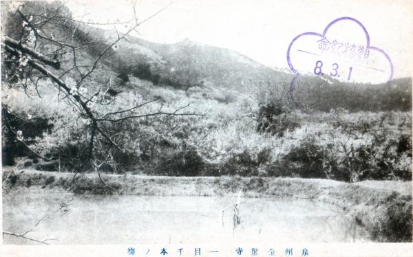 泉州金熊寺　一目千本ノ梅