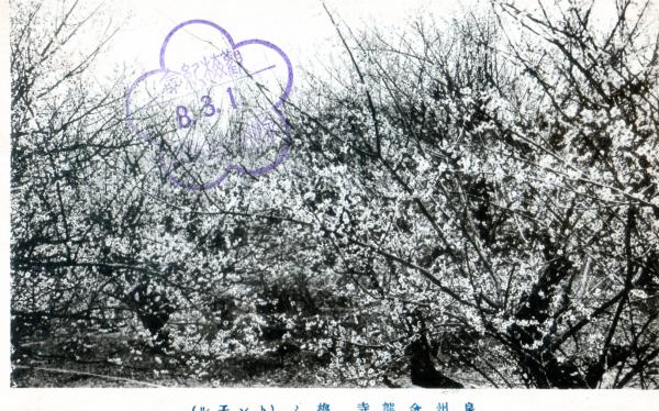 泉州金熊寺　梅ノトンネル