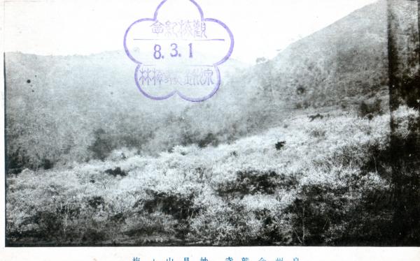 泉州金熊寺　妙見山ノ梅