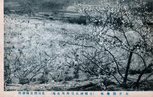 大井関梅林
