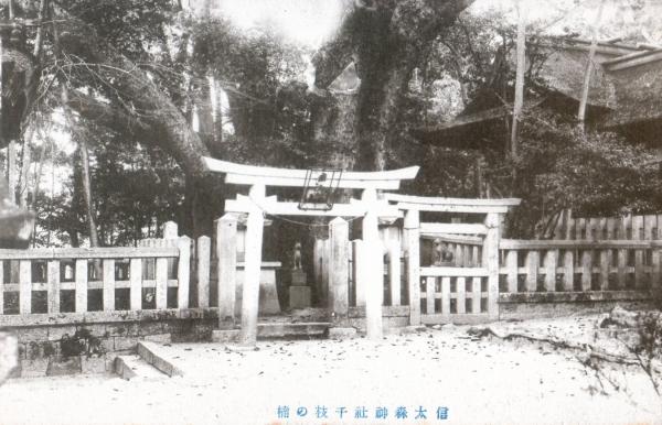 信太森神社千枝の楠