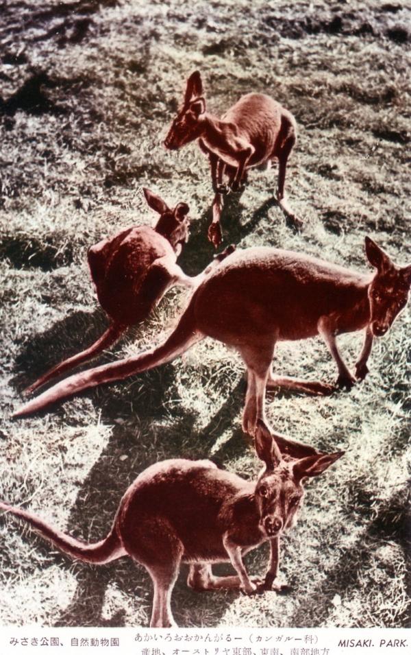 あおいろおおかんがるー