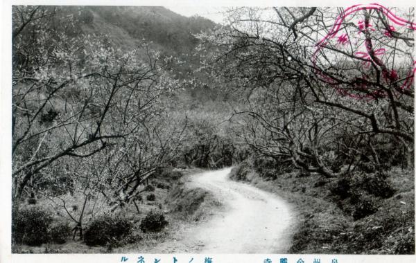 泉州金熊寺　梅ノトンネル