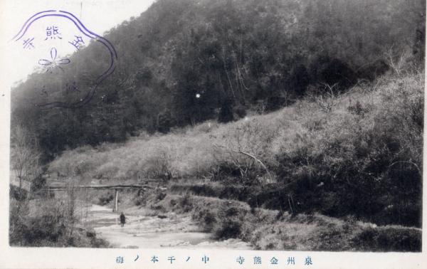 泉州金熊寺　中ノ千本ノ梅