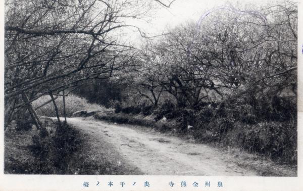 泉州金熊寺　奥ノ千本ノ梅