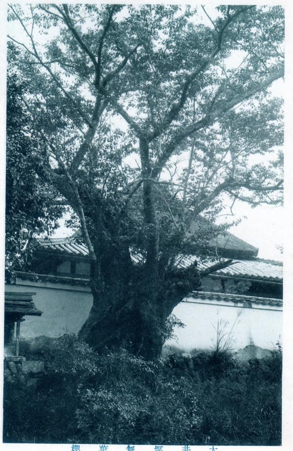 大井堰無葉櫻