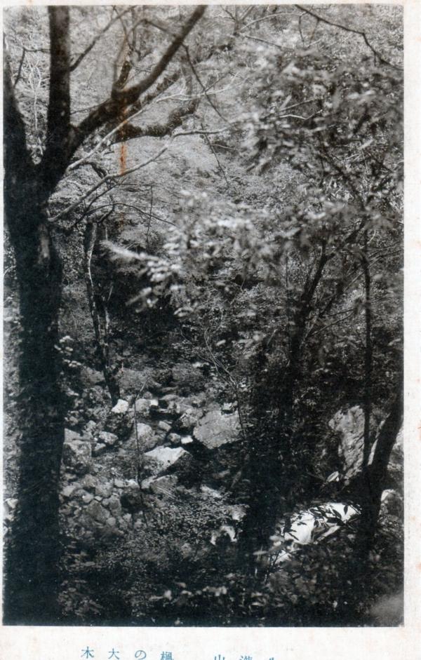 牛滝山　楓の大木