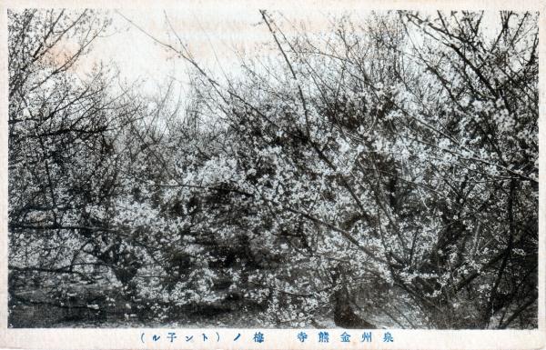 泉州金熊寺梅のトンネル