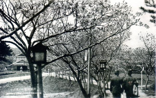 淡輪遊園のさくら