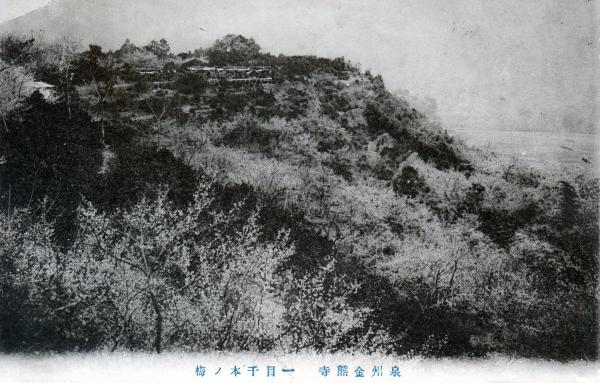 泉州金熊寺　一目千本ノ梅