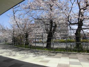 公民館前のさくらの様子