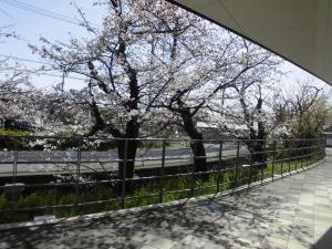 公民館前のさくらの様子2